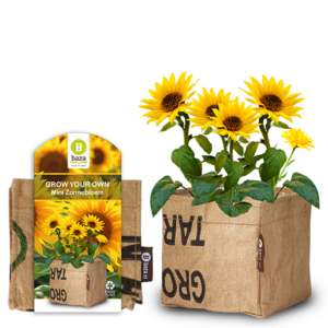 18012 Website beelden 512×512 Baza brievenbus kweekse