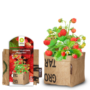 18012 Website beelden 512×512 Baza brievenbus kweekset bosaardbei