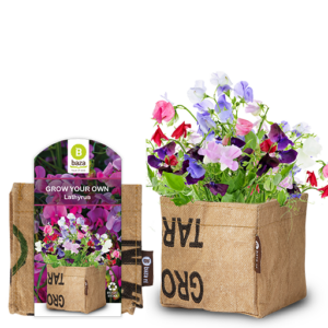 18012 Website beelden 512×512 Baza brievenbus kweekset lathyrus