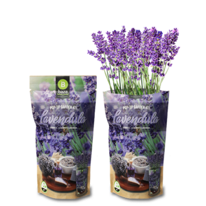 Pop up garden kit Lavendula met gewas
